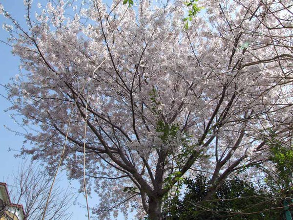 駐車場の桜